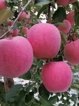 成都生態水果基地 新鮮直發，暢享健康生活