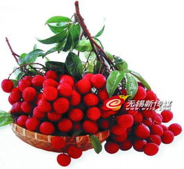 警惕“冰水”荔枝貓膩，選購新鮮水果需擦亮眼