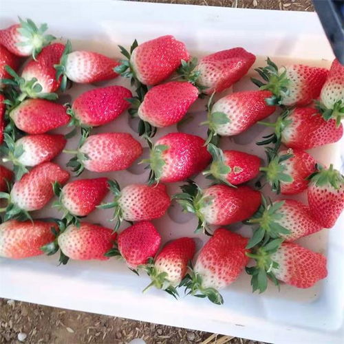 豐收時節“莓”好相約，濟南歷城三郭城草莓采摘正當時